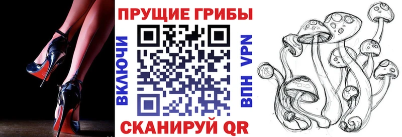где можно купить Вятские Поляны Галлюциногенные грибы GOLDEN TEACHER