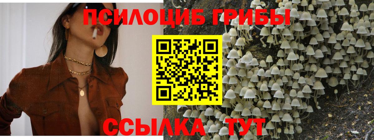 где можно купить   Вход с VPN  Вятские Поляны  Галлюциногенные грибы мицелий 
